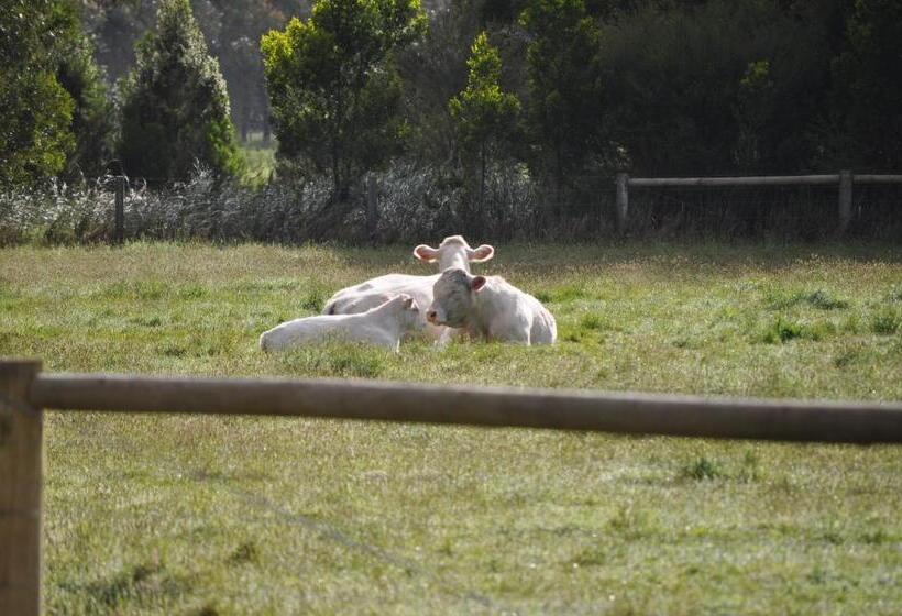 Bed and Breakfast Tallawarra Homestead