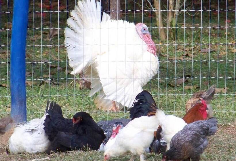 ホテル Pousada Fazenda Florença