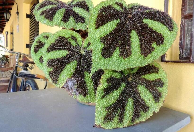 ユースホステル Guappo Socorro