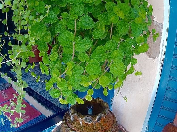 فندق صغير Twin House At Tapae