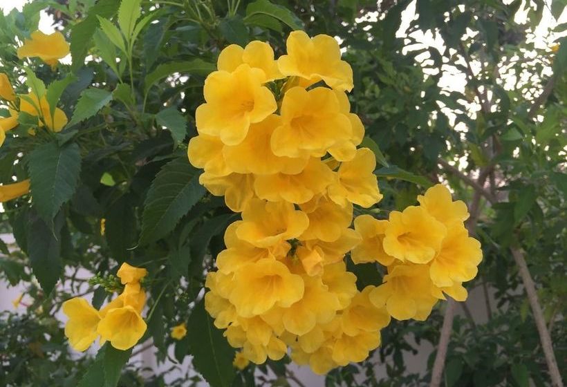 酒店 Paradise Park Apartment Laemchabang