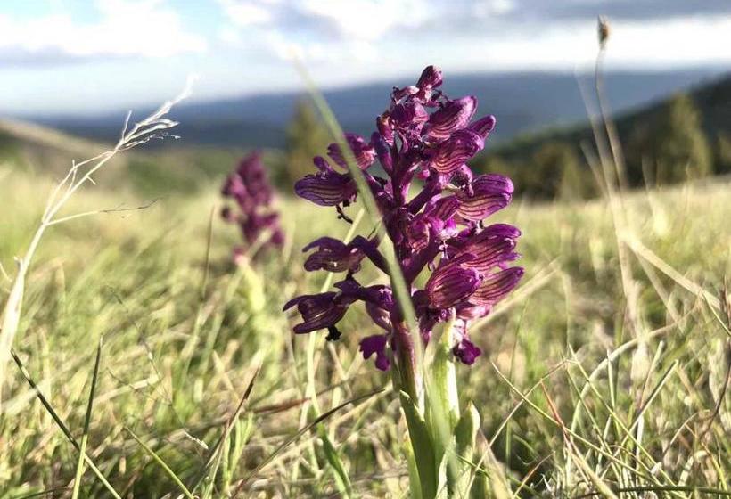 هتل Kraljevi čardaci