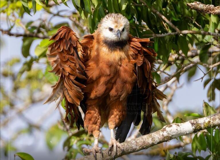 בית מלון כפרי De Campo Caño Negro