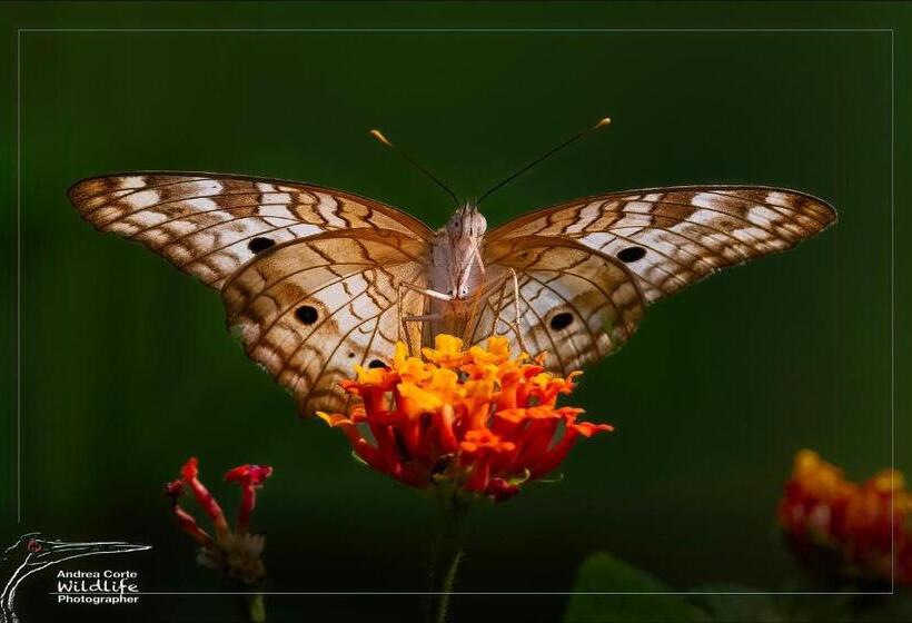 בית מלון כפרי De Campo Caño Negro