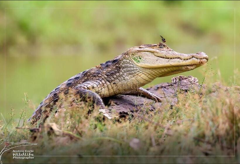 בית מלון כפרי De Campo Caño Negro