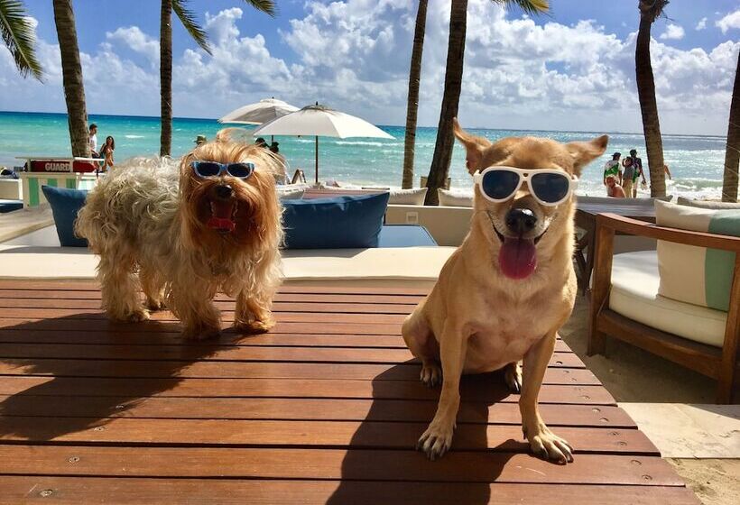 Fotos del hotel Thompson Beach House:  29