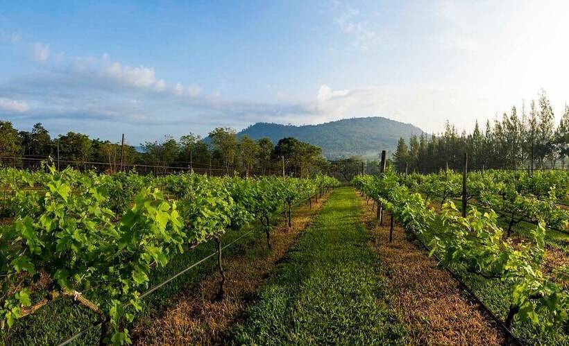 استراحتگاه Village Farm & Winery