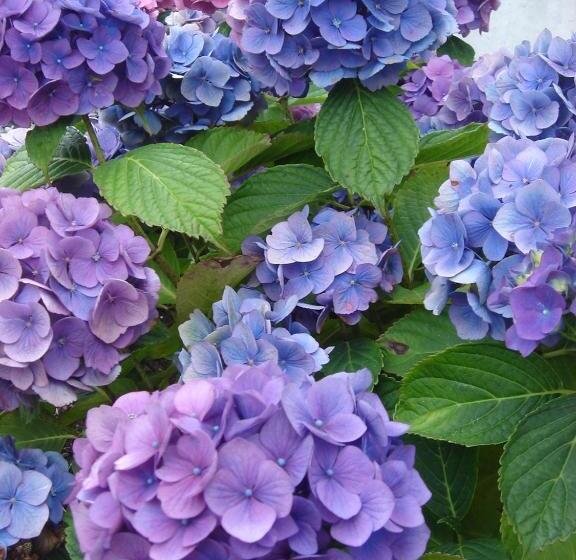 تختخواب و صبحانه Chambres D'hôtes La Villa Des Hortensias