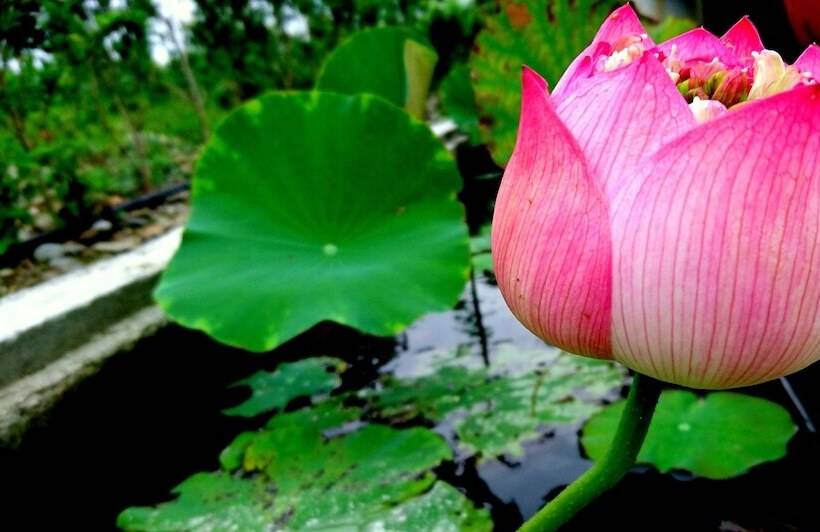 Marsu Xincheng Seaview Vegetarian B&b