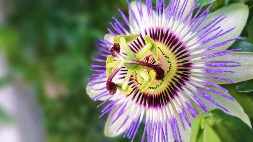 پانسیون La Passiflore
