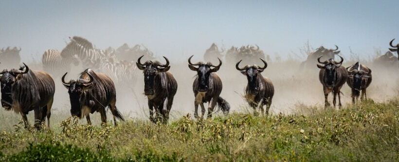 هتل Africa Safari South Serengeti