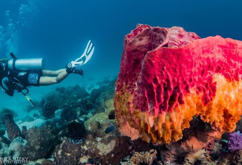 Forra Diving Resort  Sunrise Beach  Koh Lipe