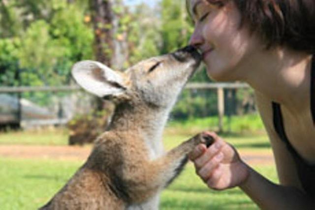 酒店 Daintree Wild Bed & Breakfast