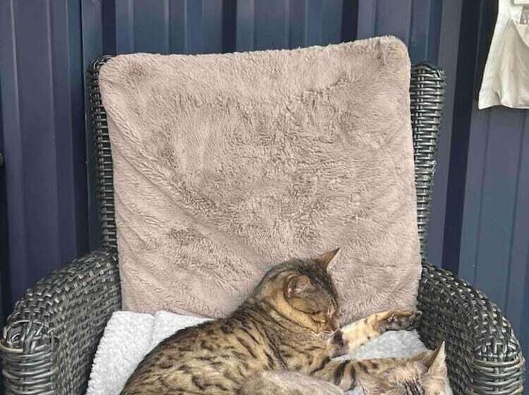 Cute And Cosy Shepard Hut With Wood Fuel Hot Tub