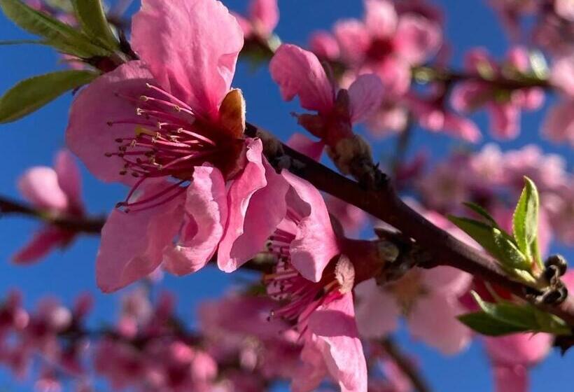 Gabala Garden Hostel