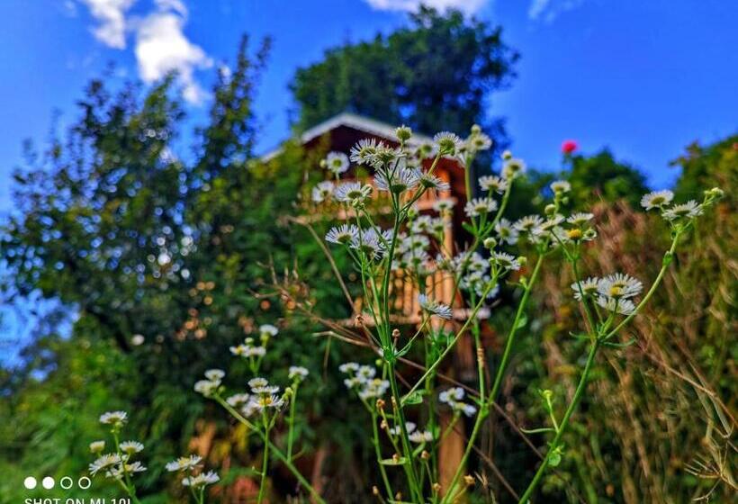 بنسيون The Tree Top Treehouse Jibhi