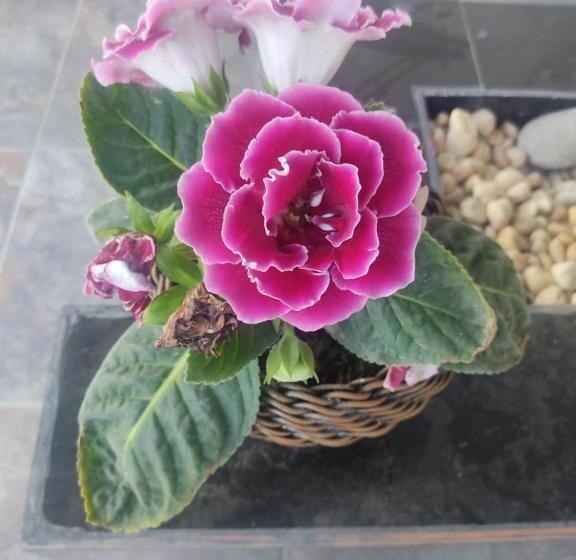 تختخواب و صبحانه Casa Hotel El Encanto De Carmen