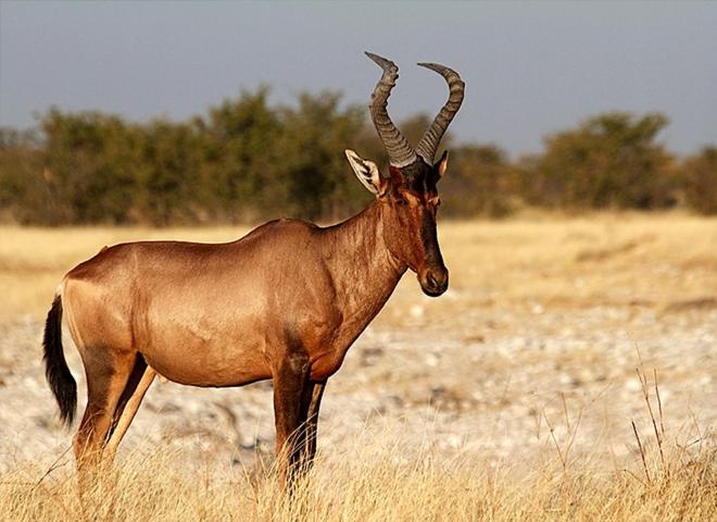Курорт Kingdom Game Ranch