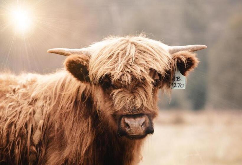 膳宿费 Sambar Hills  Kings #3