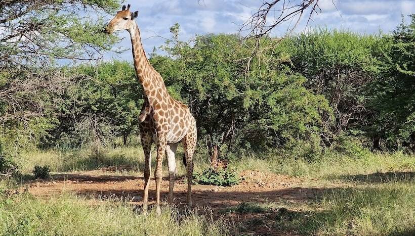 ホテル Thandolwami Bush Lodge & Spa