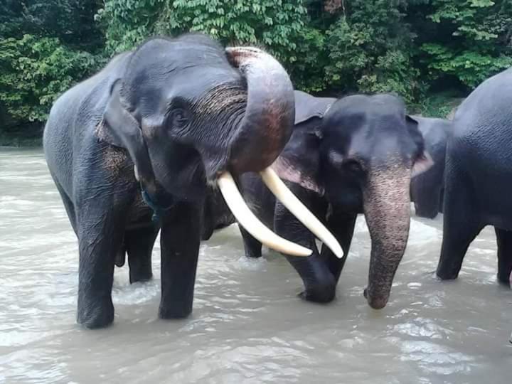 تختخواب و صبحانه Eco Trekking Lodge Bar & Tour S