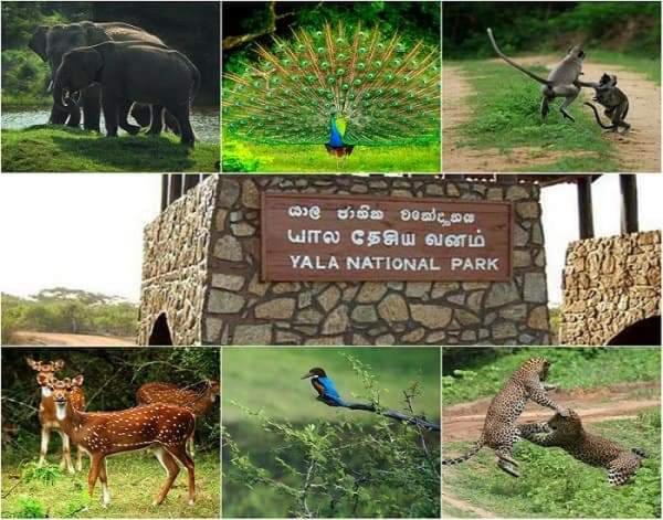 تختخواب و صبحانه The Bungalow Hambantota