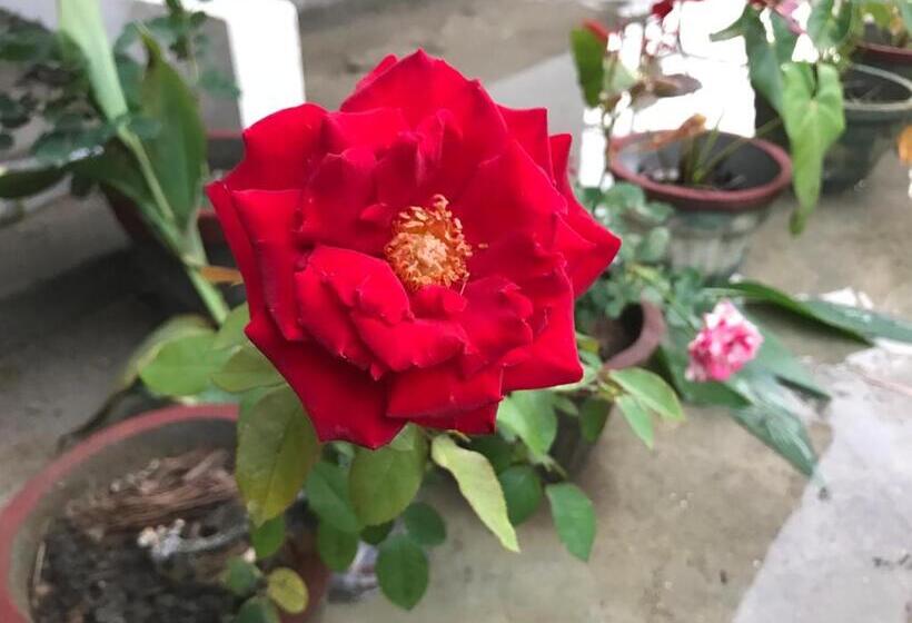 مبيت وإفطار Tikiri Latha Hanthana