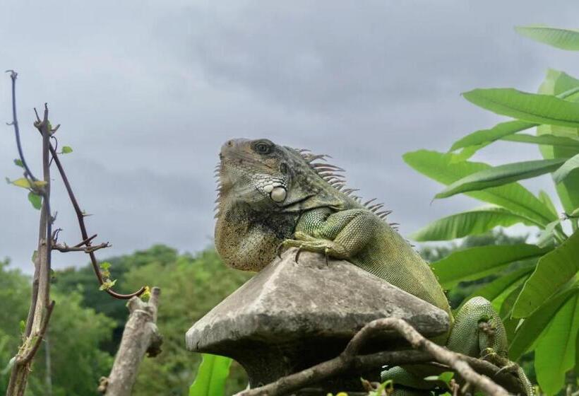 هاستل Iguana Beach House