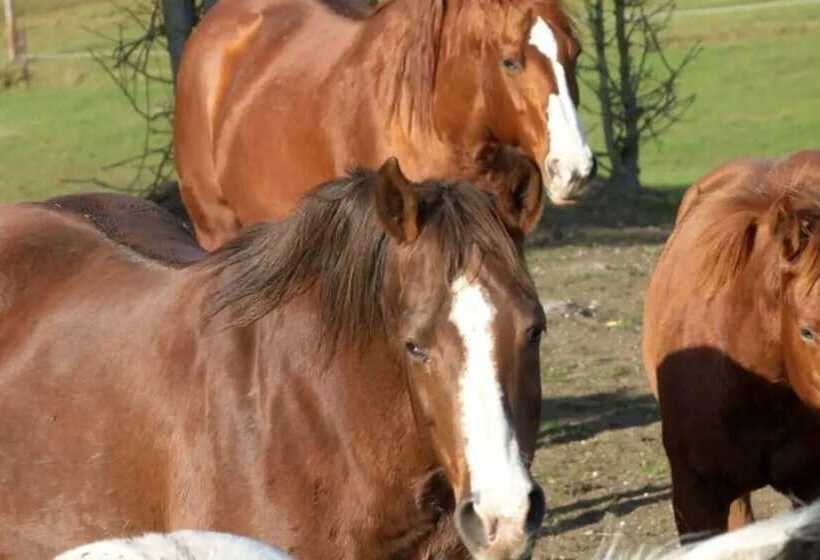 ホテル Espi Stables Ferienhof Esterhammer