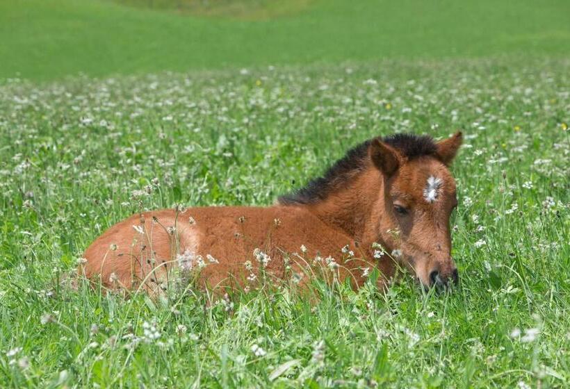 فندق Feriendorf Ponyhof