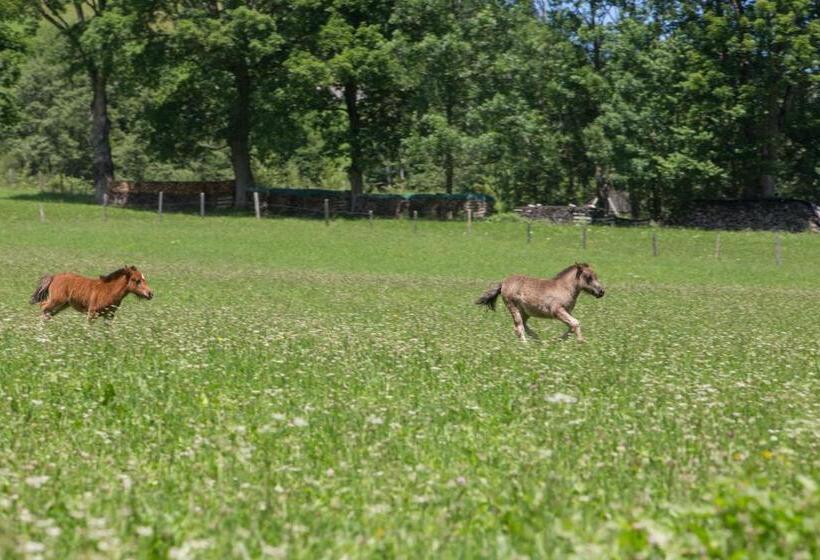فندق Feriendorf Ponyhof