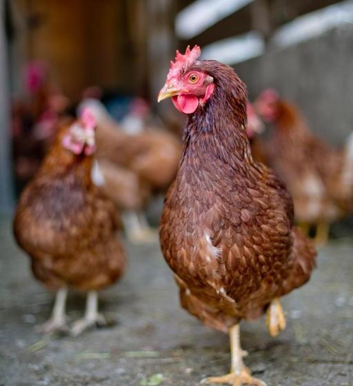 בית מלון כפרי Appartement Ferienhof Ortnergut