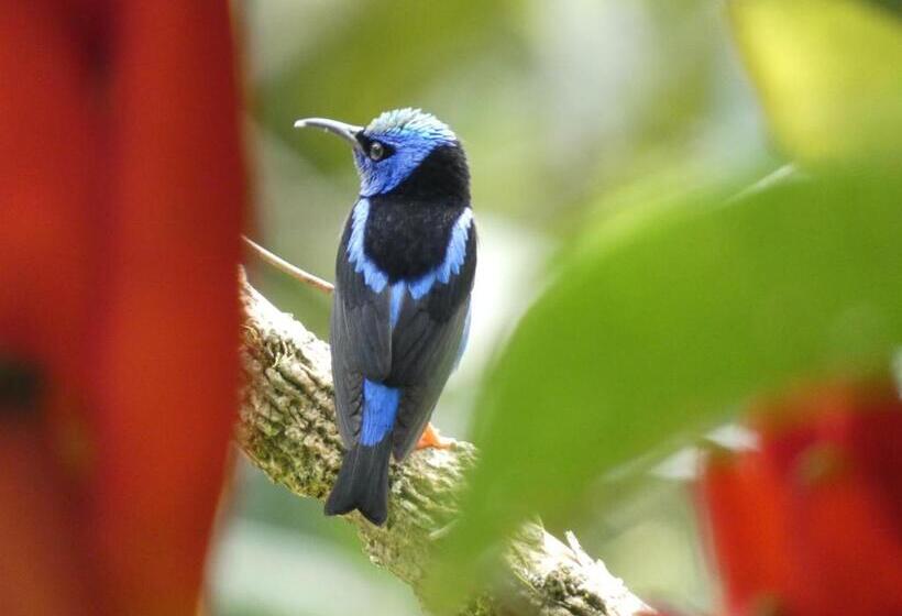 مبيت وإفطار Puraquetzal