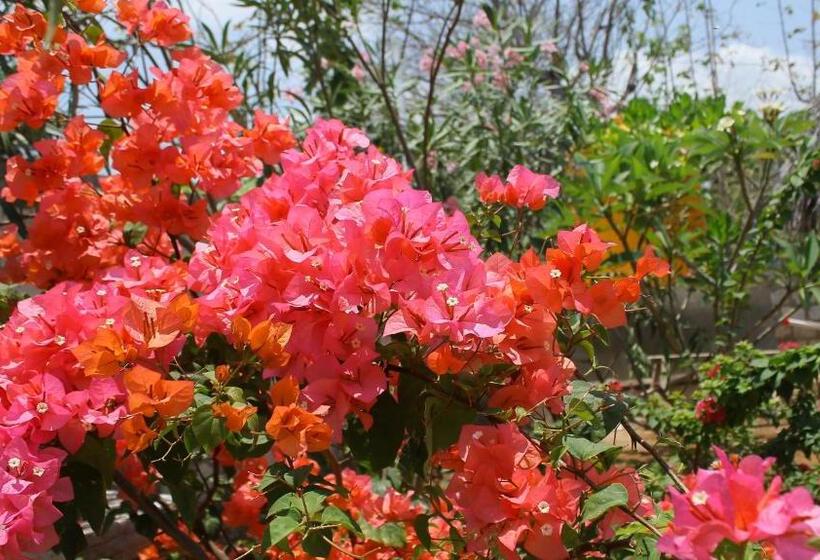 تختخواب و صبحانه Sunset Bungalow