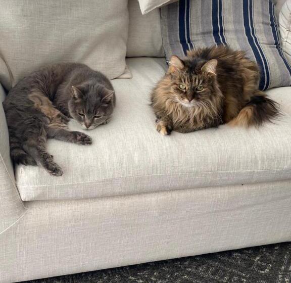 پانسیون It S Paradise Here, Private Room With Breakfast And 2 Cats