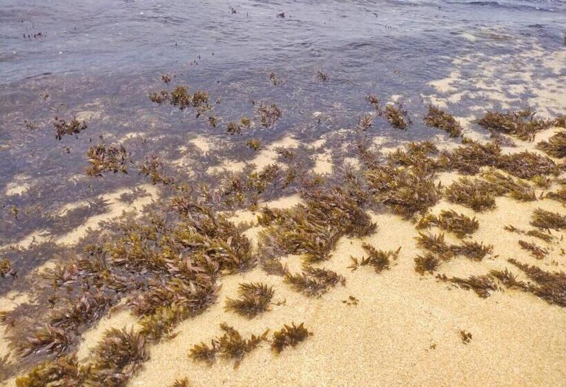 هتل Dalawella Beach Resort