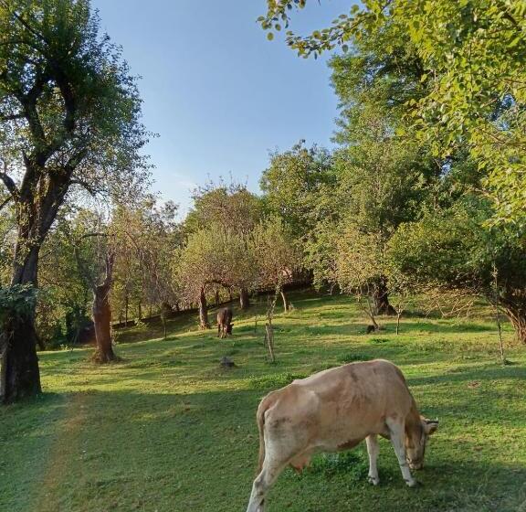 فندق صغير Carpatina Rustic House