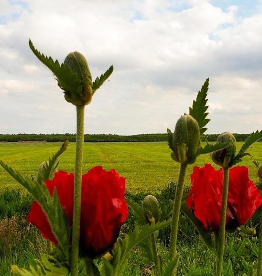 B&b Villa Artem