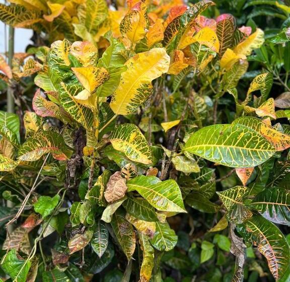 پانسیون Residence 71  At Nadi Town  At The Heart Of Nadi Town