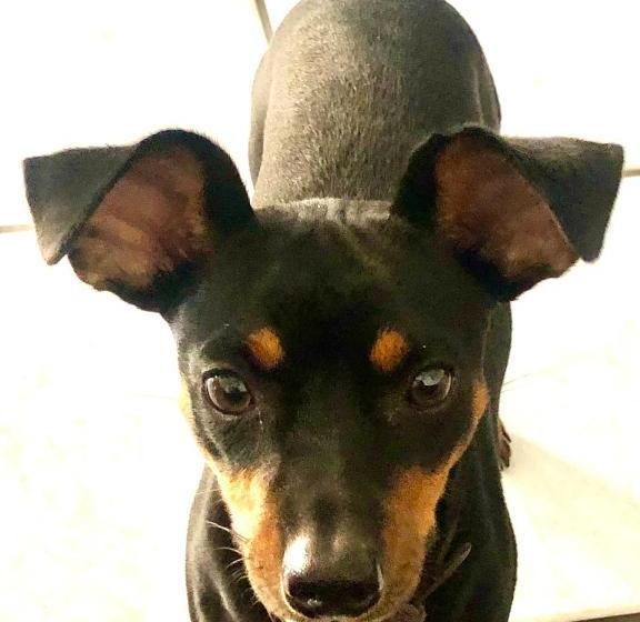 فندق Camelot Waterfront Inn