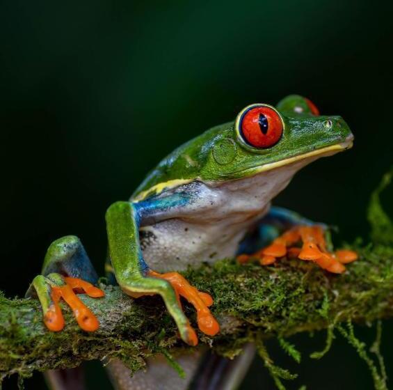 هتل Veragua Rainforest