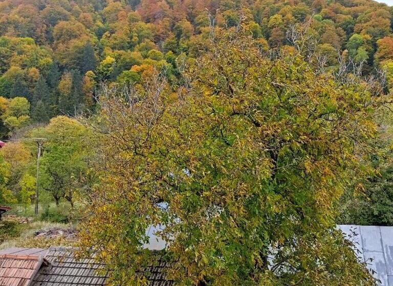 پانسیون Zori De Zi