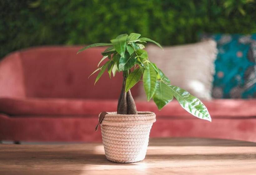 هتل Alma Candida 23