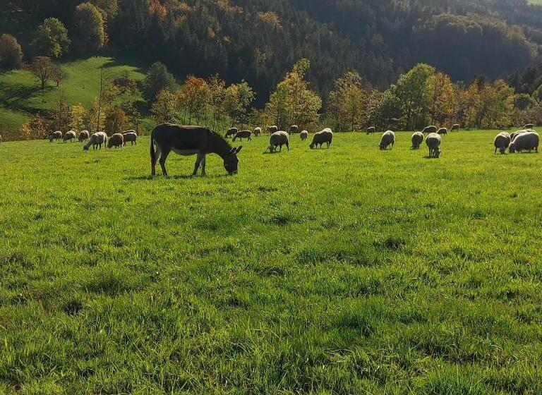 בית מלון כפרי Le Gîte De La Bergerie Des Chalots
