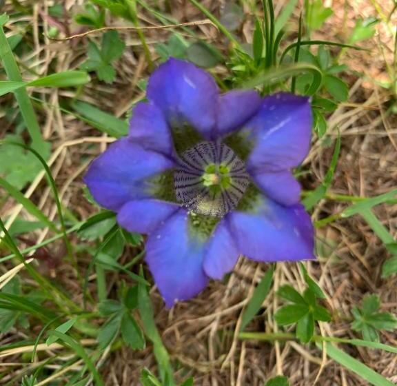 בית מלון כפרי Genzianella