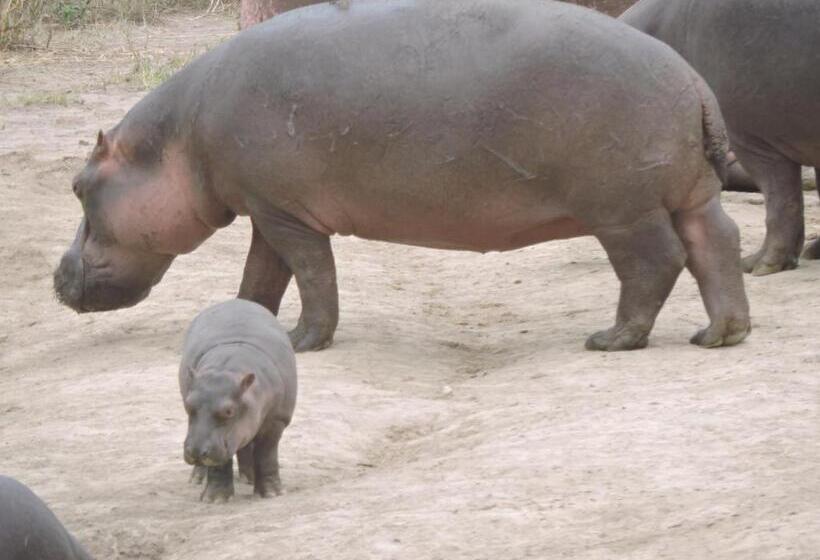 ホテル Upendo Safari Lodge