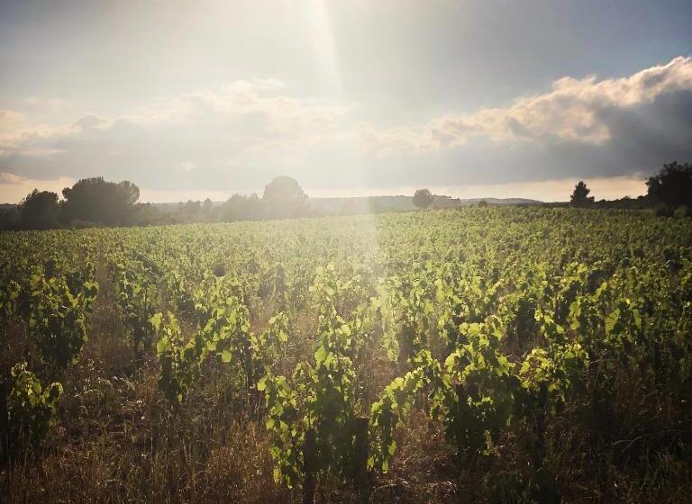 B&b Vigne Vierge