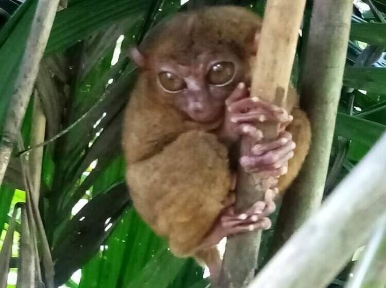 فندق Sobral Rice Terraces View