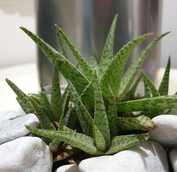 פנסיון Casa La Moore Self Catering Accomodation