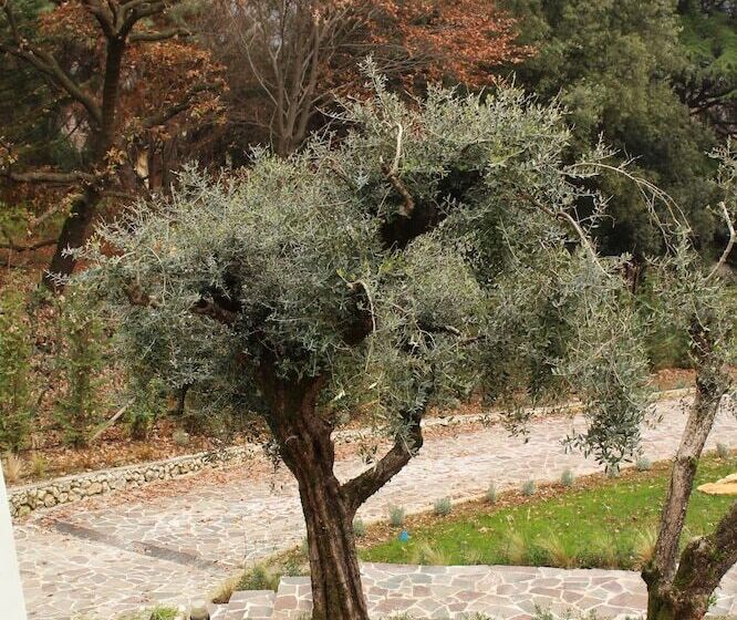 تختخواب و صبحانه Villa Jasmine